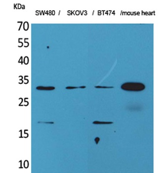 FGF-18 rabbit pAb Antibody