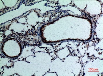 FGF-18 rabbit pAb Antibody