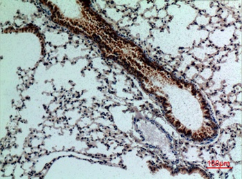 FGF-18 rabbit pAb Antibody