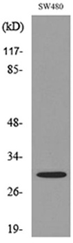 FGF-18 rabbit pAb Antibody