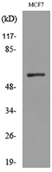 ALK-1 rabbit pAb Antibody