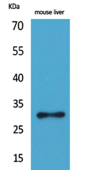 FGF-5 rabbit pAb Antibody