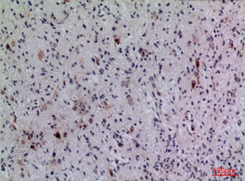 FGF-5 rabbit pAb Antibody