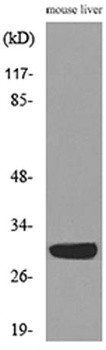 FGF-5 rabbit pAb Antibody