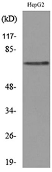 Glypican-3 rabbit pAb Antibody