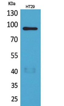 Neuregulin-2 rabbit pAb Antibody