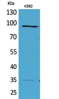 MCM3 rabbit pAb Antibody