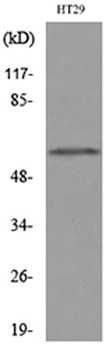 CYP11B1/2 rabbit pAb Antibody
