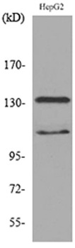 SHIP-2 rabbit pAb Antibody