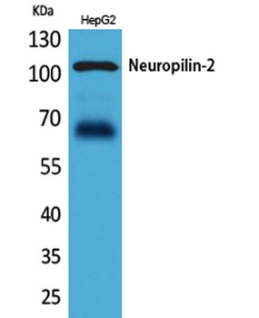 Neuropilin-2 rabbit pAb
