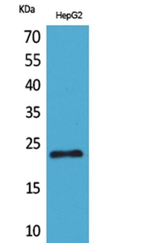 SNAP 23 rabbit pAb Antibody