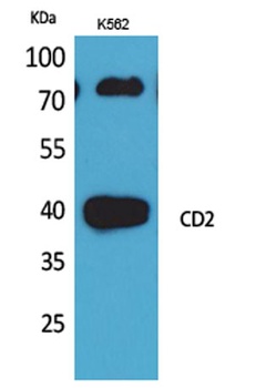 CD2 rabbit pAb Antibody