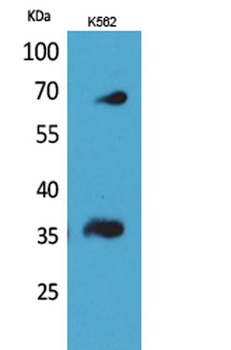 CD32-B/C rabbit pAb Antibody