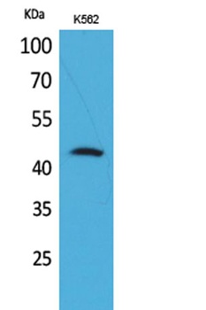 CD48 rabbit pAb Antibody