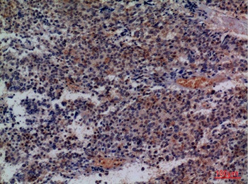 CD48 rabbit pAb Antibody