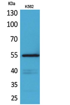 CD55 rabbit pAb Antibody
