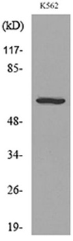 CD55 rabbit pAb Antibody