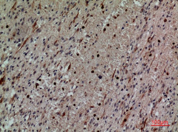 CD58 rabbit pAb Antibody