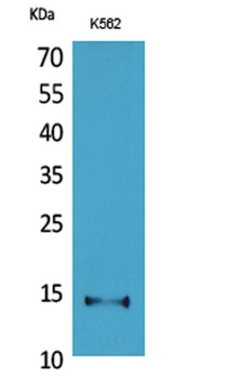 CD59 rabbit pAb Antibody