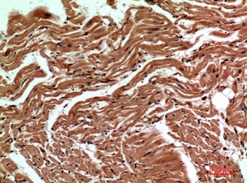 CD59 rabbit pAb Antibody