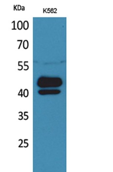 PSG1 rabbit pAb Antibody