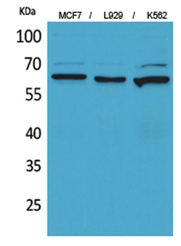 CD73 rabbit pAb Antibody