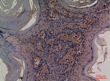 CD73 rabbit pAb Antibody