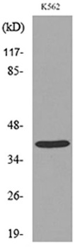 CD84 rabbit pAb Antibody