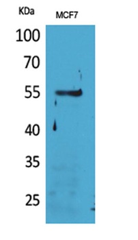 CD85g rabbit pAb Antibody