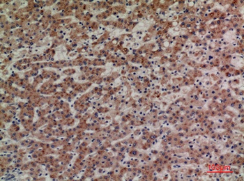 CD85g rabbit pAb Antibody