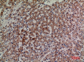 CD85g rabbit pAb Antibody