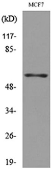 CD85g rabbit pAb Antibody