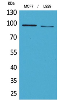 CD100 rabbit pAb Antibody