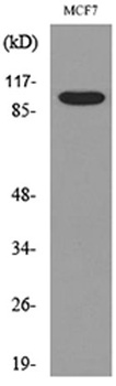 CD100 rabbit pAb Antibody