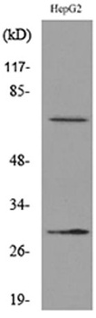 GGT1 rabbit pAb Antibody