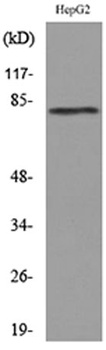 CD248 rabbit pAb Antibody