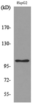 CD307 rabbit pAb Antibody