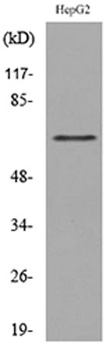 CD229 rabbit pAb Antibody