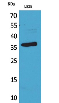 CD300g rabbit pAb Antibody