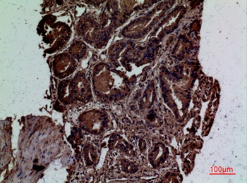 CD300g rabbit pAb Antibody