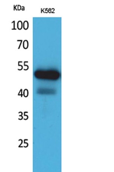 CD328 rabbit pAb Antibody