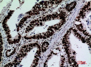 CD328 rabbit pAb Antibody