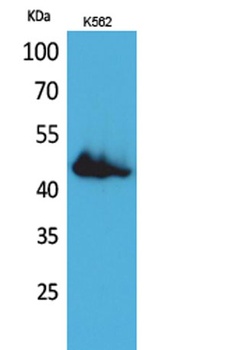 CD177 rabbit pAb Antibody