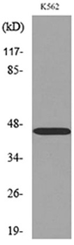 CD177 rabbit pAb Antibody