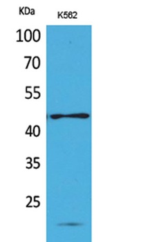 CD241 rabbit pAb Antibody