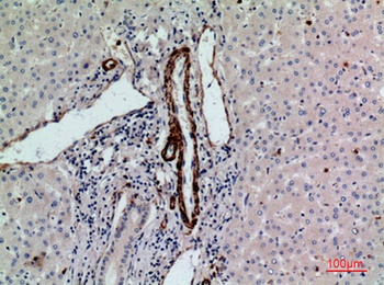 CD241 rabbit pAb Antibody