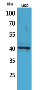 CKR-3 rabbit pAb Antibody