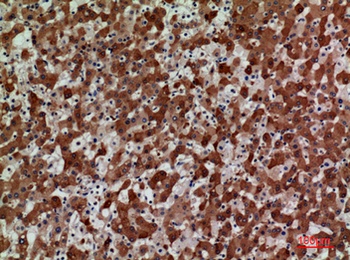 CKR-3 rabbit pAb Antibody