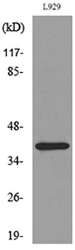 CKR-3 rabbit pAb Antibody