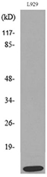 MCP-2 rabbit pAb Antibody